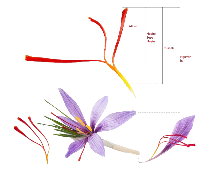 Saffron Super Negin Iran là gì? Có tốt không